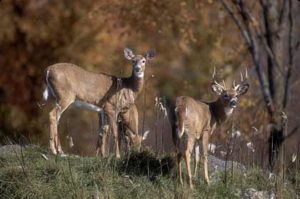 Deer Standing on a hill