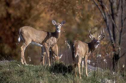 Deer Standing on a hill