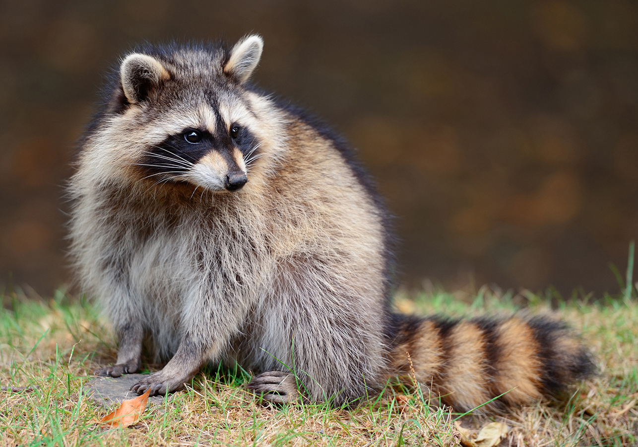 Roasted Bandit (Raccoon)