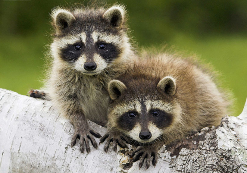 Crock Pot Racoon