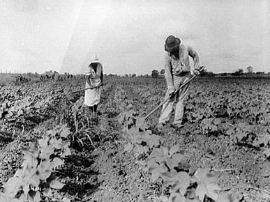 Cotton Field