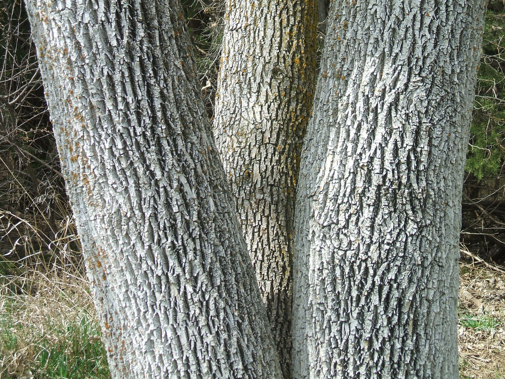 ash tree