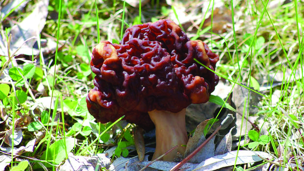 A false Morel
