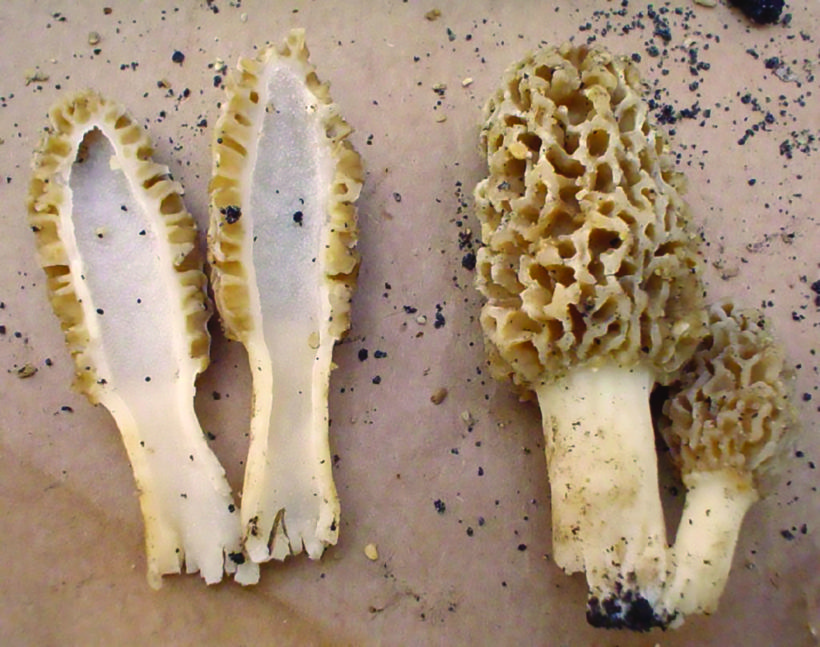 Hunting Morel Mushrooms Arkansas Outdoor Country Magazine