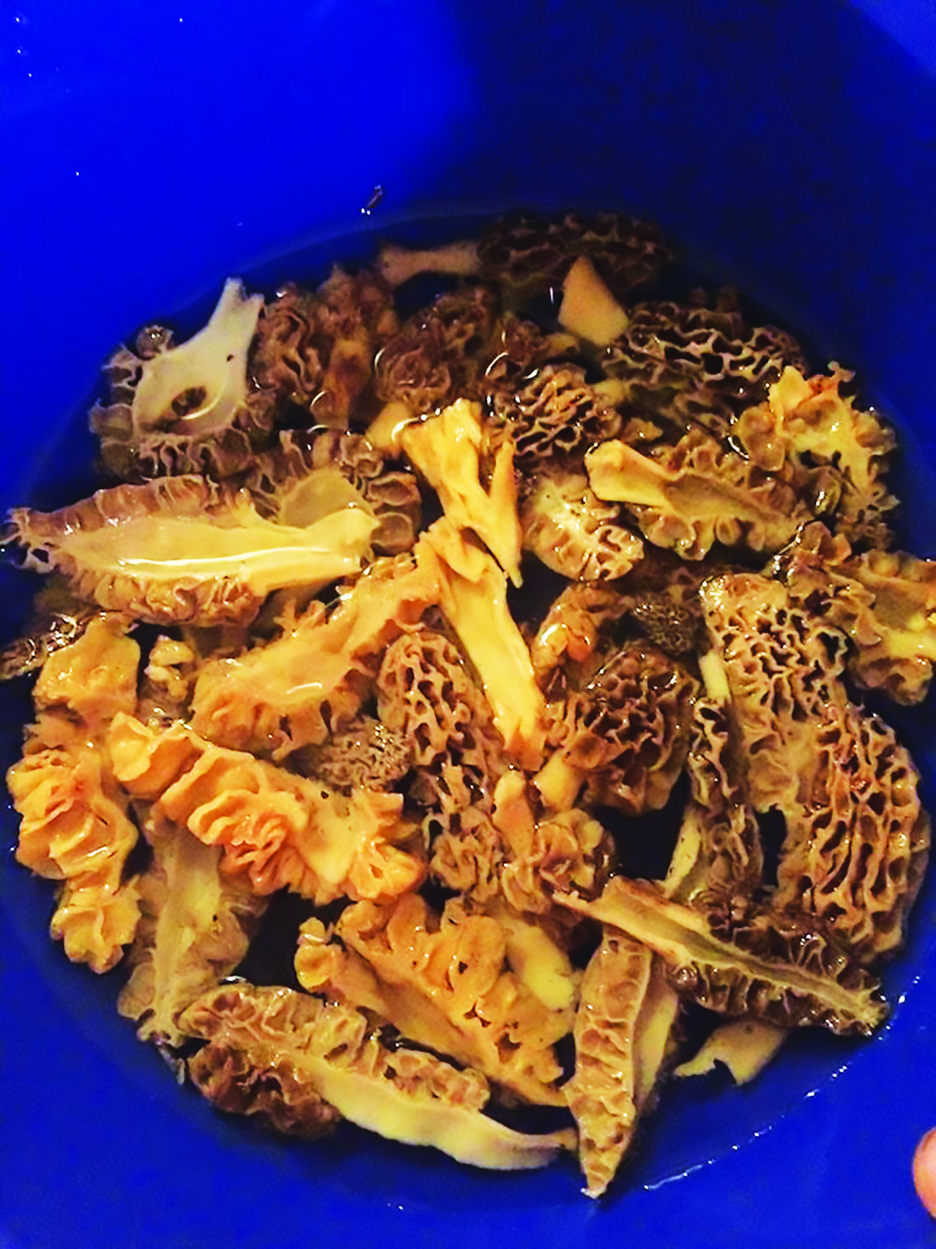 Washed Morels
